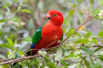 Australian Male King Parrot feeding on hopbush seeds