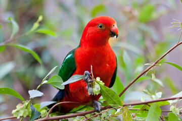 Male King Parrot feeding on Hop Bush