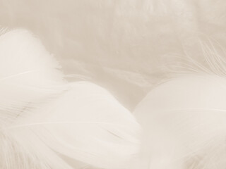 Obraz premium Beautiful abstract orange and white feathers on white background, soft brown feather texture on white pattern background, yellow feather background 