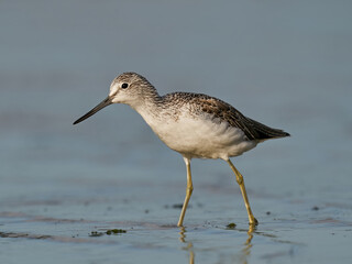 Common greenshank (Tringa nebularia)