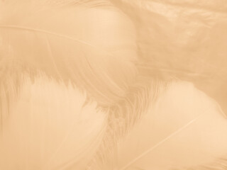 Obraz premium Beautiful abstract orange and white feathers on white background, soft brown feather texture on white pattern background, yellow feather background 