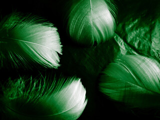 Beautiful abstract blue and green feathers on dark background and soft white feather texture on white pattern and green background, feather background, green banners