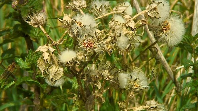 Seeds of the Prickly Sow-Thistle-Sonchus asper growing on a grass verge in Rutland, England.The average number of seeds per flower head is 198, and a plant often has over 100 flower heads.