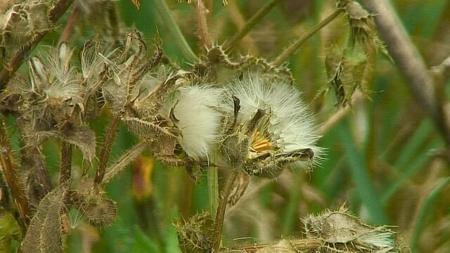 Seeds of the Prickly Sow-Thistle-Sonchus asper growing on a grass verge in Rutland, England.The average number of seeds per flower head is 198, and a plant often has over 100 flower heads.
