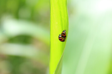 Ladybug on the green leaf, The red bug is an insect in the blur background farm.