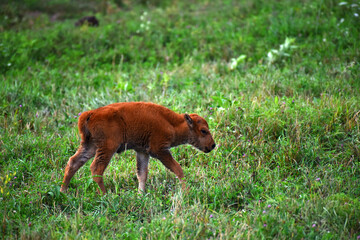 Young Buffalo Walks Across the Prairie