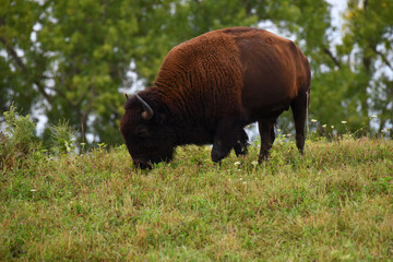 Buffalo Grazing on a Hilltop