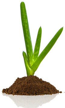 Plant d&rsquo;aloe vera sur motte de terre, fond blanc 