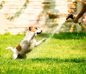 happy wet jack russell terrier playing with water on a summer sunny day on the lawn, gardening,...