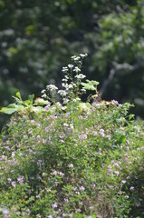 wild flowers in the forest