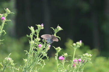 butterfly on a flower