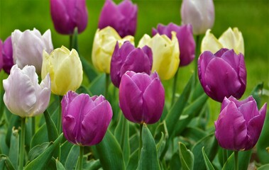 tulips of different colors, yellow, lilac and purple