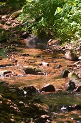 stream in the forest