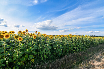 Fototapeta na wymiar Edge of a sunflower field with blue sky