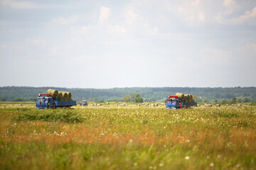 Fototapeta premium A blue truck with an arrow takes round haystacks out of the field. Harvesting for winter fodder for cattle, agriculture, animal keeping, harvesting from the fields