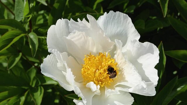 Bee pollination in the white beautiful paeonia. Peony flowers on green leaves background. Symbol of China. Video hd.