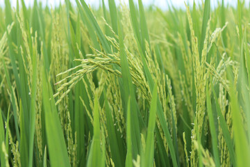 Fototapeta na wymiar The Asian rice crops at Sekinchan, Malaysia