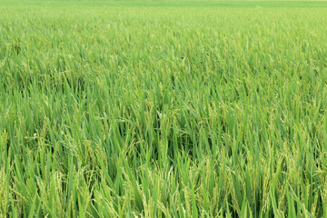 The Asian rice crops at Sekinchan, Malaysia