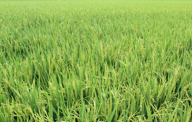 The Asian rice crops at Sekinchan, Malaysia