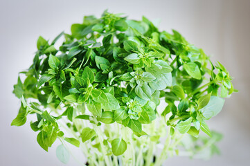 Fresh aromatic culinary herbs. Bunch of greek basil on a white background