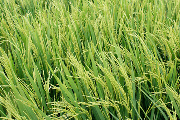 The Asian rice crops at Sekinchan, Malaysia