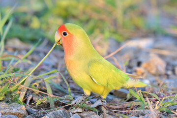 Lovely parrot strolling on the ground at the morning.