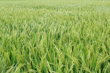 The Asian rice crops at Sekinchan, Malaysia