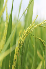 Fototapeta na wymiar Asian rice with the small wind pollinated flowers is called a spikelet at Sekinchan, Malaysia