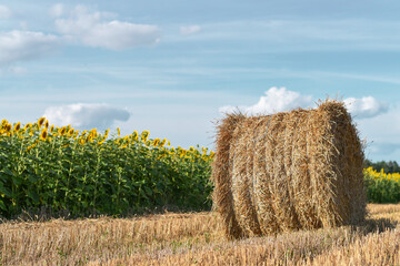 Straw bale at the edge of the field of sunflowers