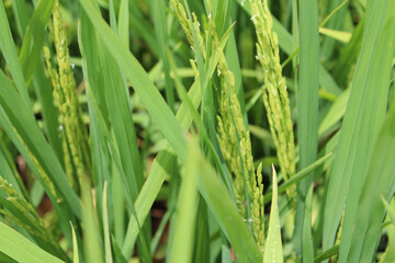 Asian rice with the small wind pollinated flowers is called a spikelet at Sekinchan, Malaysia