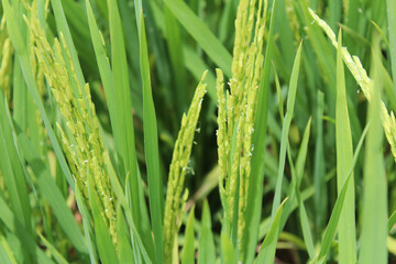 Asian rice with the small wind pollinated flowers is called a spikelet at Sekinchan, Malaysia
