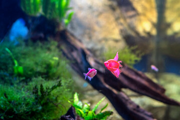 Ternetzi Glo Fish Veil in the freshwater aquarium. Modified aquarium fish with voile fins and glowing color. Selective focus
