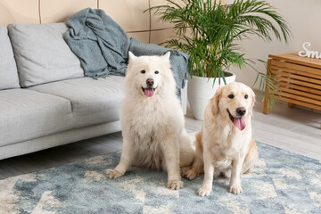 Cute funny dogs on soft carpet at home