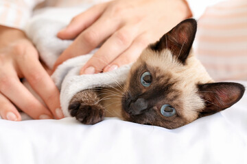 Cute Thai cat with owner at home