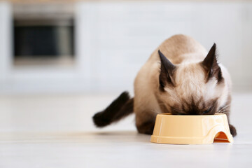 Cute Thai cat eating food from bowl at home