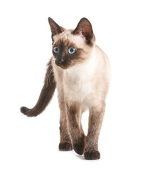 Cute Thai cat on white background