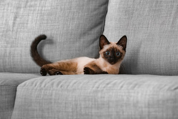 Cute Thai cat on sofa at home