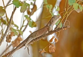 Close up Brown Lizard Camouflage on Branch Isolated on Nature Background