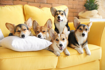 Cute corgi dogs resting on sofa at home