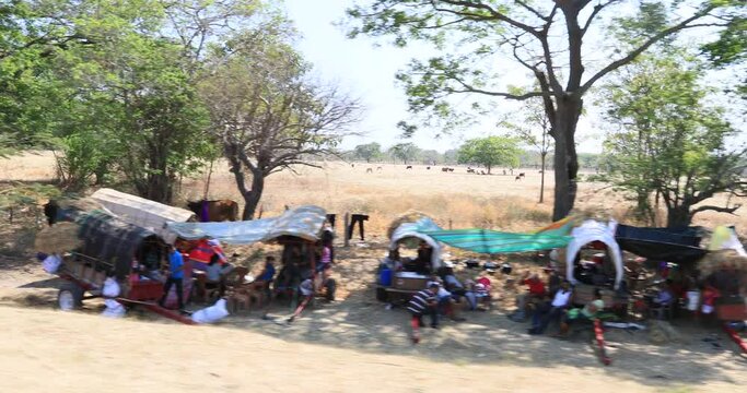 Nicaragua camp ox cow Indigent pilgrim carts driving.Cultural traditions, diversity in folklore, cuisine and culture. Pilgrimage for faith religion. Generally poor population in villages and cities.