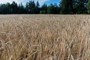 Landscape with a view of a wheat field with a beautiful sky with clouds on a Sunny day