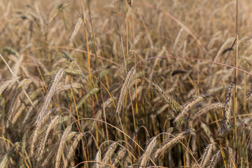 Landscape with a view of a wheat field with a beautiful sky with clouds on a Sunny day