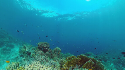 Tropical fishes and coral reef at diving. Underwater world with corals and tropical fishes. Panglao, Bohol, Philippines.