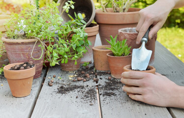 shovel holding by gardener hands potting plant on wooden background in a garden