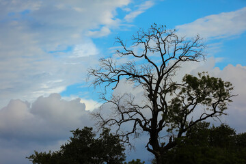 The old and completely dry tree growing against the blue cloudy sky