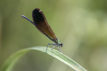 Beautiful dragonfly Calopteryx virgo (female)  on a blade of grass in the river flaps its wings and waits for prey.