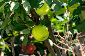 apple fruit has become in JAPAN.