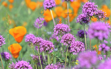 Obraz premium pink flower of a ornamental garlic blooming in a garden with california poppy background
