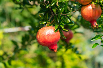 Pomegranate fruit has become in JAPAN.