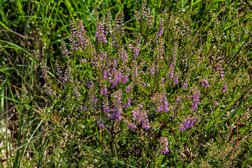 Obraz premium Flowering heath